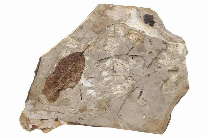Fossil Leaf (Fagus sp) - McAbee, BC #237732